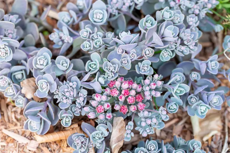 sedum x sedoro 'blue elf' P11