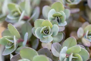 sedum hybr. 'dazzleberry' P9 - afbeelding 2