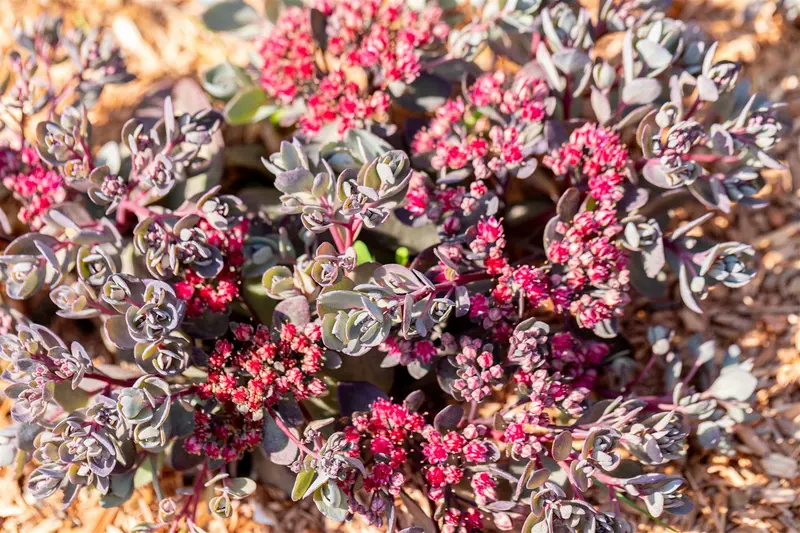 sedum hybr. 'dazzleberry' P9 - afbeelding 4