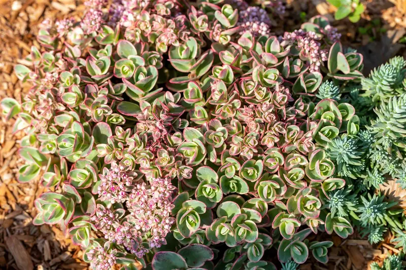 sedum hybr. 'sunsparkler lime zinger'® P9 - afbeelding 1