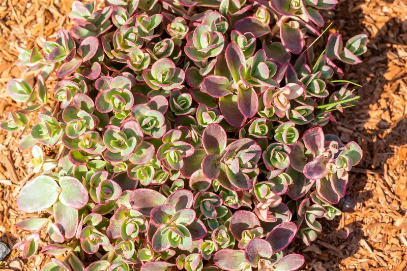 sedum hybr. 'sunsparkler lime zinger'® P9 - afbeelding 2