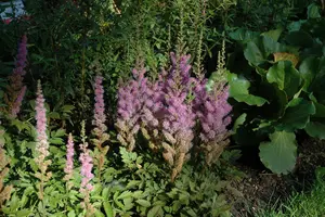 astilbe chin. 'superba' P9