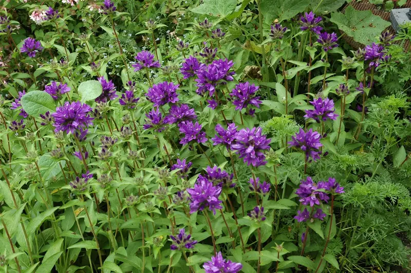 campanula glom. 'superba' P9