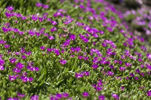 delosperma sutherlandii P11