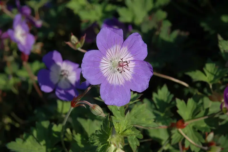 geranium hybr. 'sweet heidy' P9