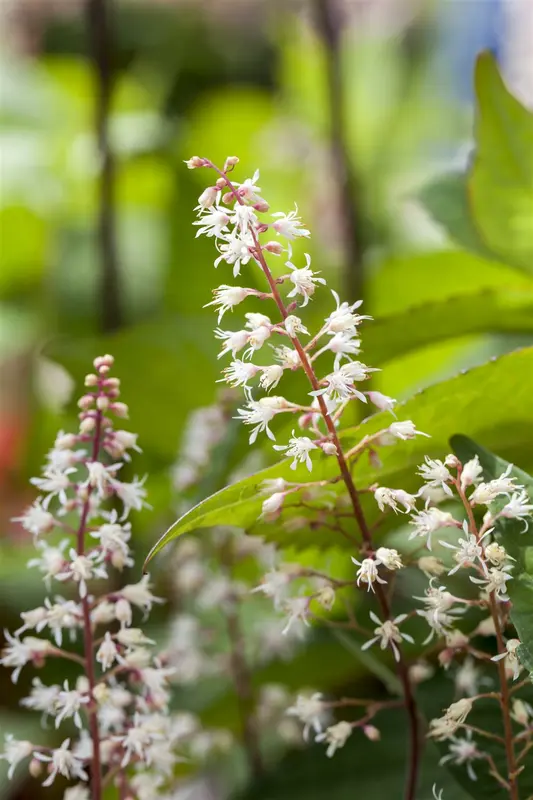 heucherella hybr. 'sweet tea'® P9 - afbeelding 2