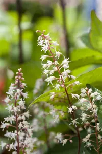 heucherella hybr. 'sweet tea'® P9 - afbeelding 2