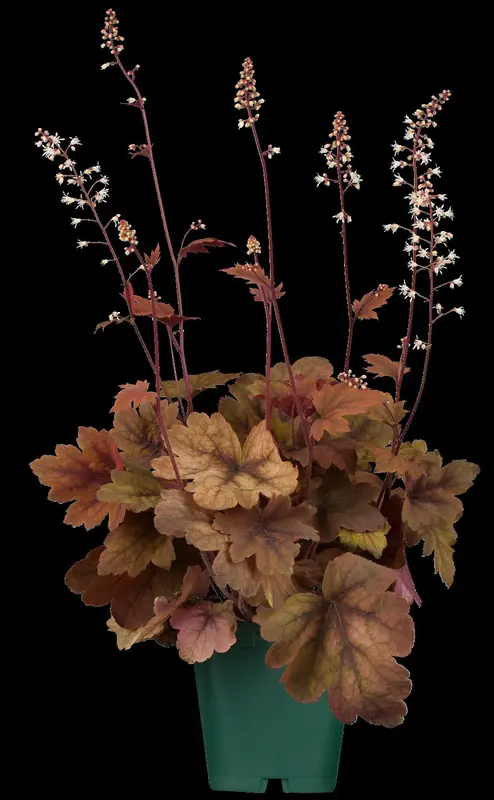 heucherella hybr. 'sweet tea'® P9 - afbeelding 1