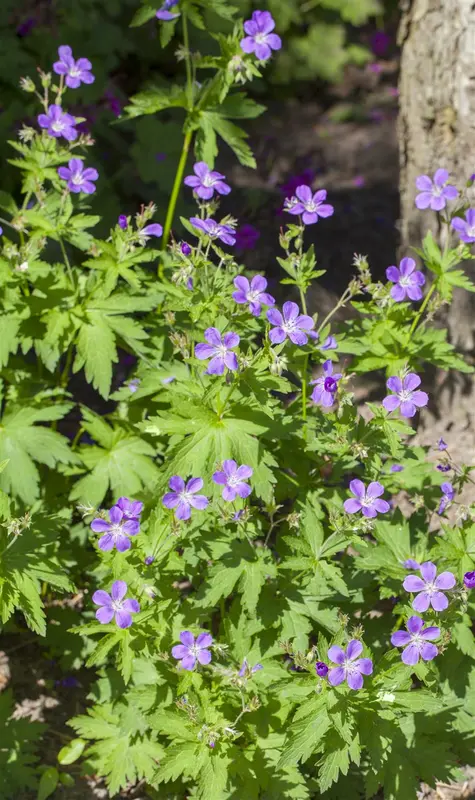 geranium sylvaticum