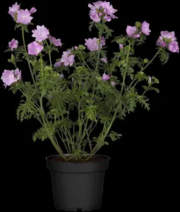 malva sylvestris P11 - afbeelding 1