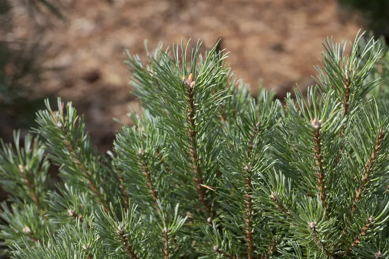 pinus sylvestris - afbeelding 1