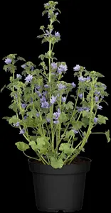 malva sylvestris P11 - afbeelding 2