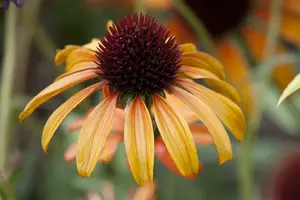 echinacea purp. 'tangerine dream'® P9