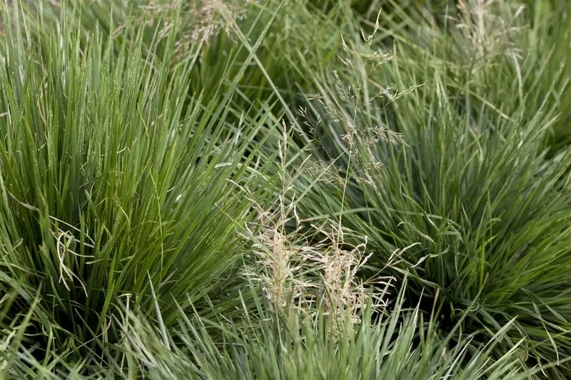 deschampsia cesp. 'tardiflora' P11 - afbeelding 2