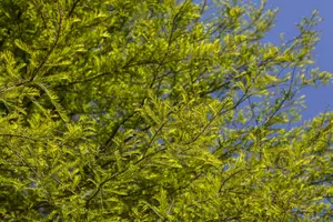 taxodium distichum (80-100 cm) - afbeelding 1