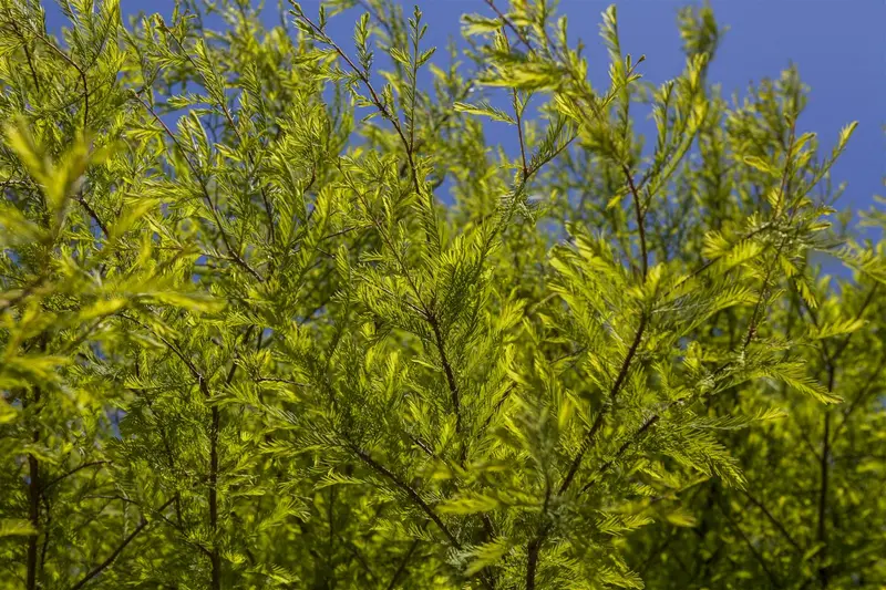 taxodium distichum (80-100 cm) - afbeelding 2