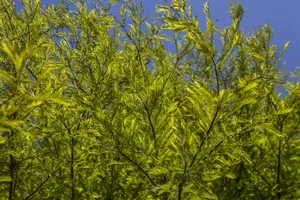 taxodium distichum (80-100 cm) - afbeelding 2