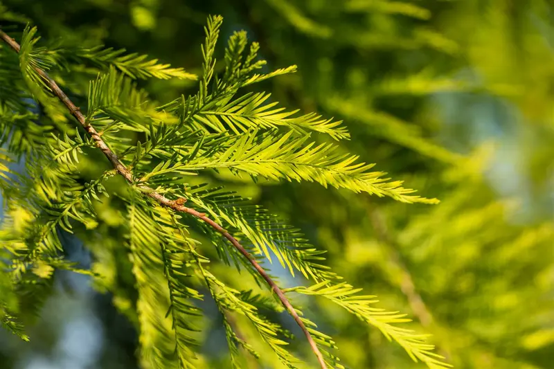 taxodium distichum (80-100 cm) - afbeelding 3