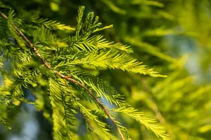 taxodium distichum (80-100 cm) - afbeelding 3