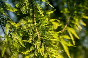 taxodium distichum (80-100 cm) - afbeelding 4