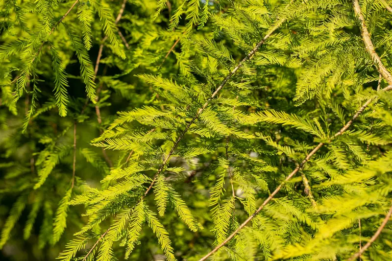 taxodium distichum (80-100 cm) - afbeelding 5