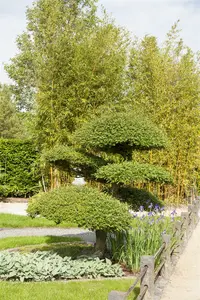 taxus baccata (180-200 cm) C90 - afbeelding 5