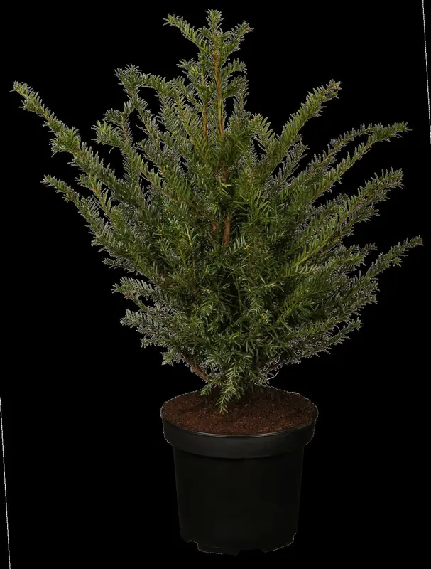 taxus baccata (180-200 cm) C90 - afbeelding 2