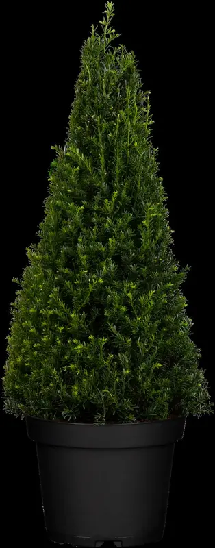 taxus baccata (180-200 cm) C90 - afbeelding 3