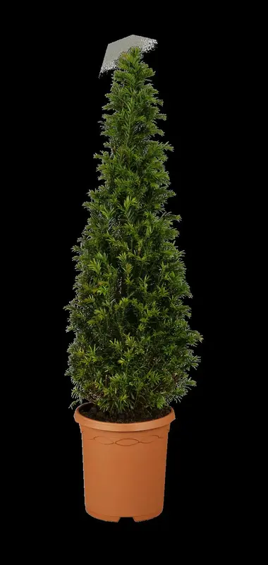 taxus baccata (180-200 cm) C90 - afbeelding 1