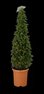 taxus baccata (180-200 cm) C90 - afbeelding 1