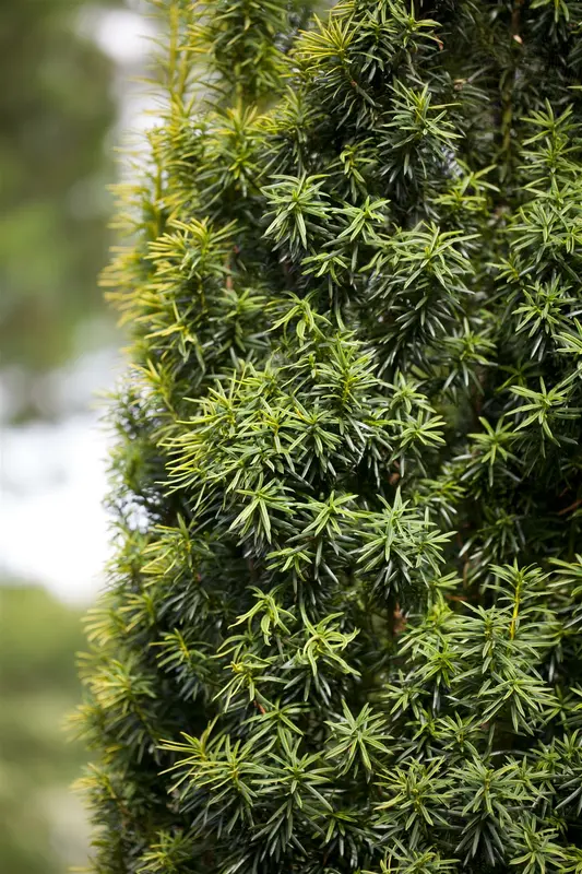 taxus baccata 20/25 - afbeelding 4