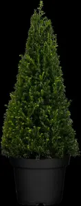 taxus baccata 20/25 - afbeelding 3