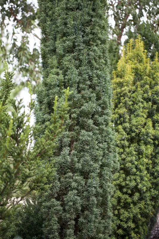 taxus baccata 'fast. robusta' (60- 80cm) - afbeelding 3