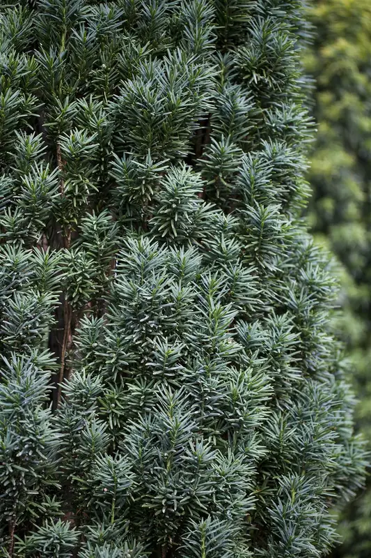 taxus baccata 'fast. robusta' (60- 80cm) - afbeelding 4