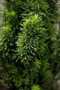 taxus baccata 'fast. robusta' (60- 80cm) - afbeelding 5