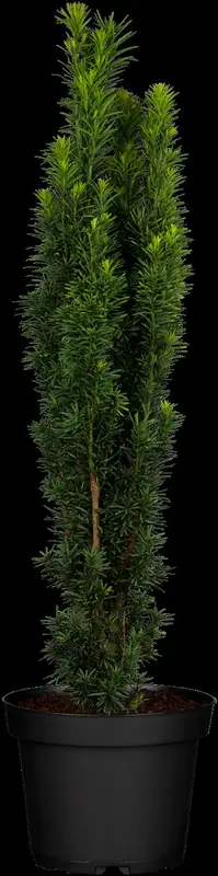 taxus baccata 'fast. robusta' (60- 80cm) - afbeelding 2