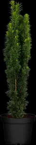 taxus baccata 'fast. robusta' (60- 80cm) - afbeelding 2