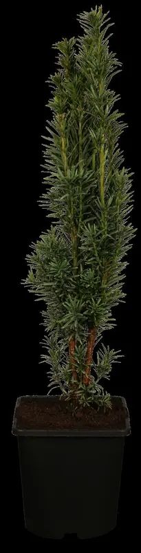 taxus baccata 'fast. robusta' (60- 80cm) - afbeelding 1