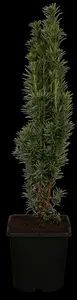 taxus baccata 'fast. robusta' (60- 80cm) - afbeelding 1