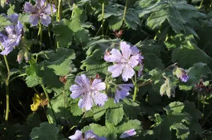 geranium ren. 'tcschelda' P9 - afbeelding 2