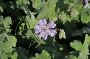 geranium ren. 'tcschelda' P9 - afbeelding 3