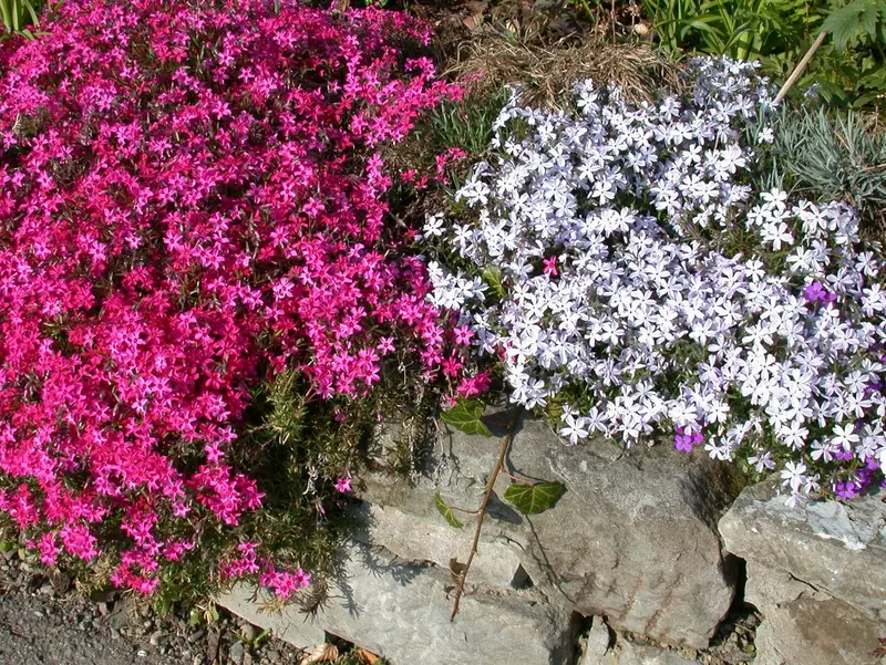 phlox (s) 'temiskaming' P9