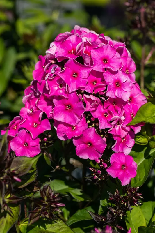 phlox (p) 'tenor' P9