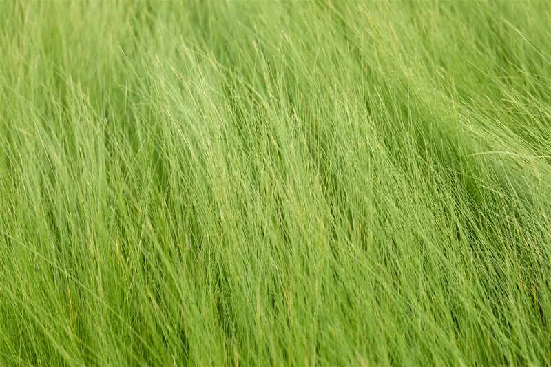 stipa tenuifolia ( ponytails) P9 - afbeelding 2