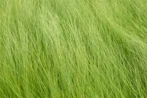 stipa tenuifolia ( ponytails) P9 - afbeelding 2