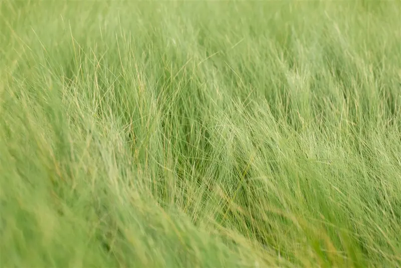 stipa tenuifolia ( ponytails) P9 - afbeelding 3