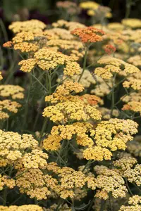 achillea 'terracotta' P11 - afbeelding 2