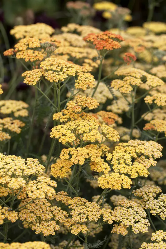 achillea 'terracotta' P9 - afbeelding 2