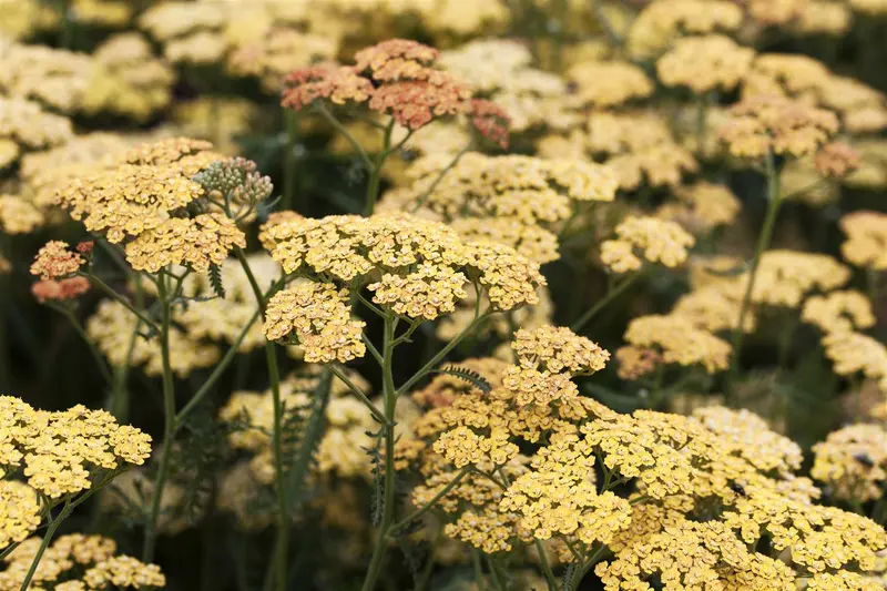 achillea 'terracotta' P11 - afbeelding 1