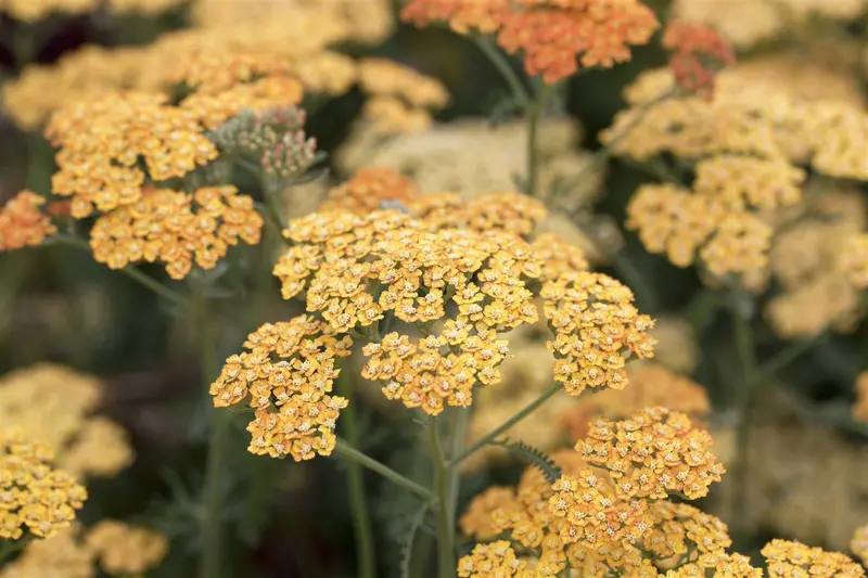 achillea 'terracotta' P11 - afbeelding 3